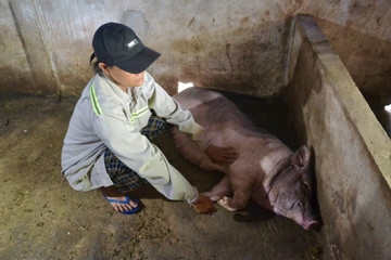 Quảng Ngãi lý giải lợn chết la liệt sau tiêm vắc xin dịch tả Châu Phi