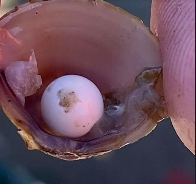 Chơi ở bờ sông, nhóm học sinh vô tình tìm thấy ngọc siêu hiếm trong con hến - 1