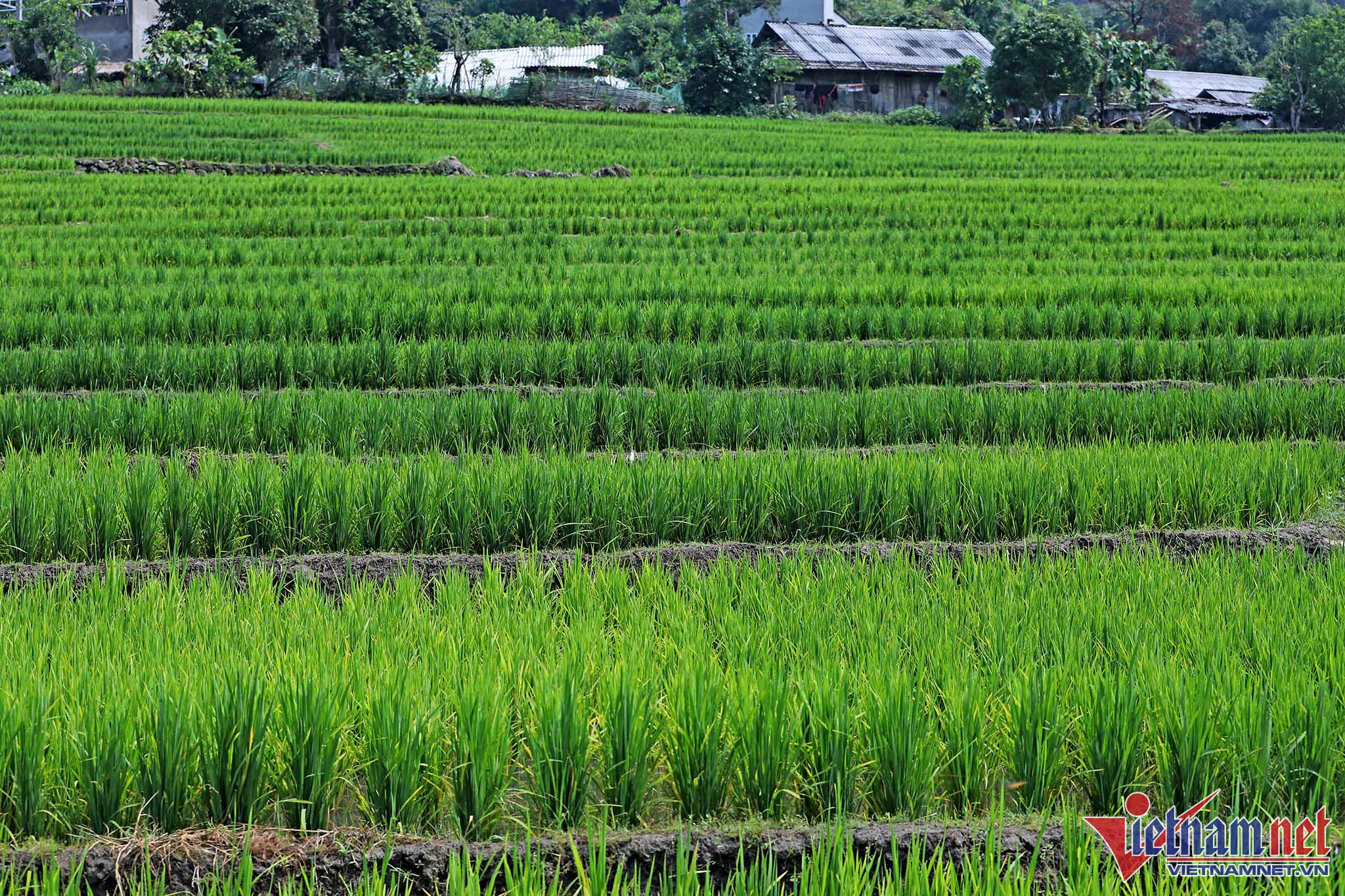 Lai Châu: Ứng dụng công nghệ cao trong sản xuất nông nghiệp