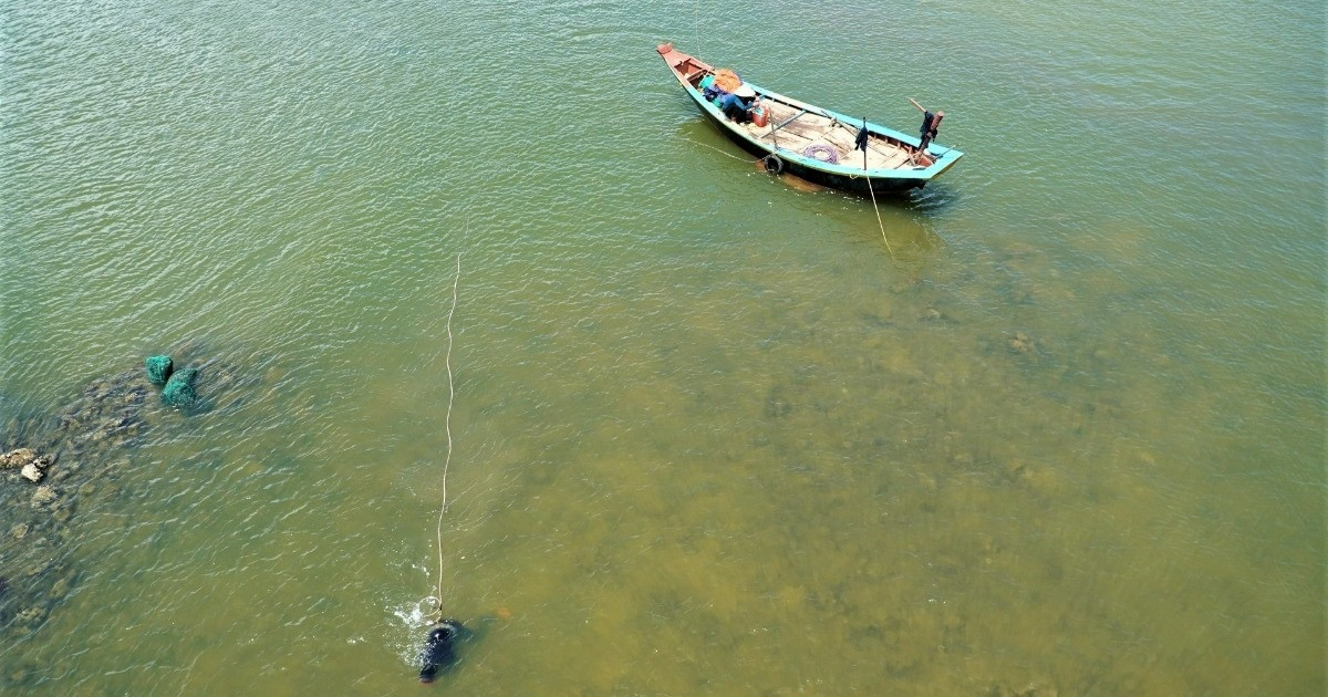 Săn thức ăn cho tôm hùm, kiếm tiền triệu mỗi ngày