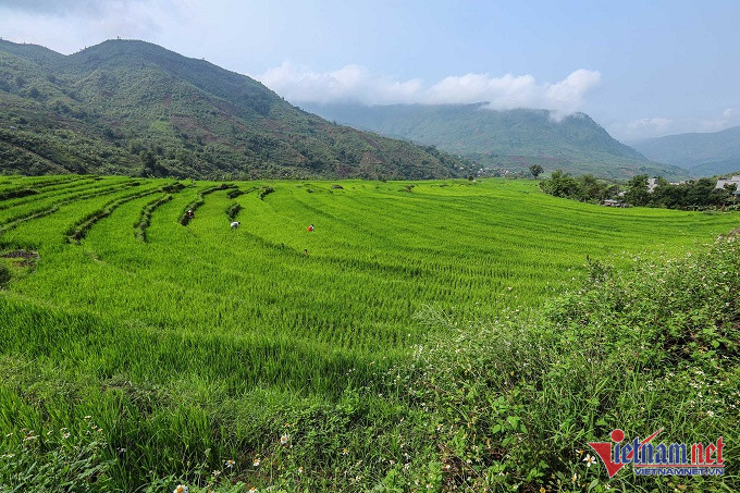 Lai Châu: Đẩy nhanh tiến độ Dự án Khu đô thị Thiên đường mắc ca và các dự án trồng mắc ca