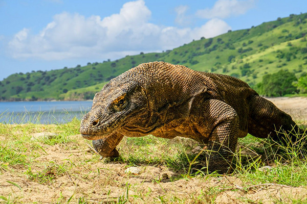 Phải bỏ gần 6 triệu để tận mắt ngắm rồng Komodo lừng danh