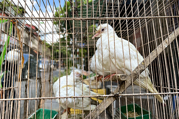 Cận cảnh phố chim Hà Nội mùa Vu Lan: Giá vọt lên cao gấp 2, 3 lần