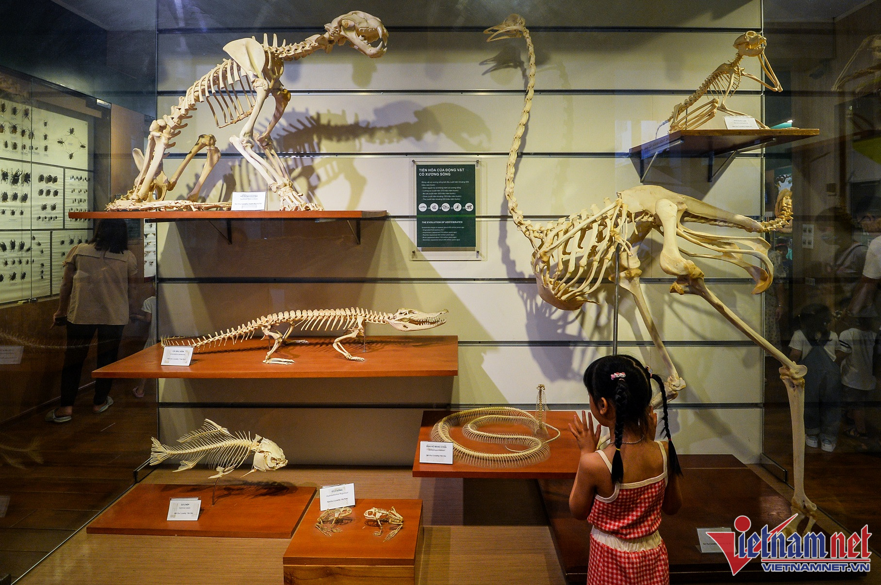 Khu vực trưng bày những mẫu vật về động vật có xương sống. 
