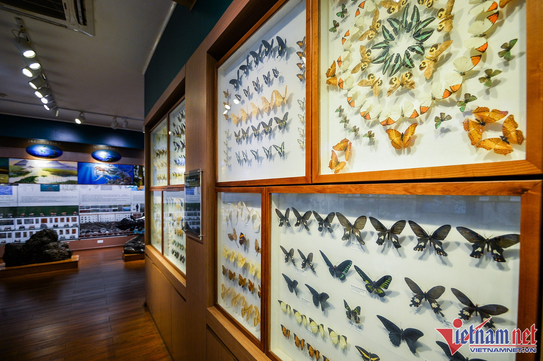 Khu vực trưng bày về hệ côn trùng gồm nhiều bộ như: cánh phấn, cánh cứng, chuồn chuồn, ve sầu... Hầu hết mẫu vật tại bảo tàng đều được bảo quản tốt, cơ sở vật chất còn rất mới dù đã thành lập nhiều năm. 