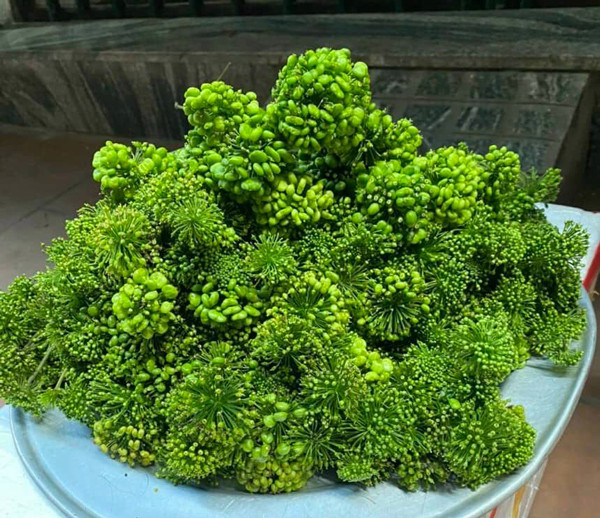 Kỳ lạ loại hoa giá bán đến 8 triệu/kg, dân Việt vẫn xuống tiền mua ngâm rượu - 3