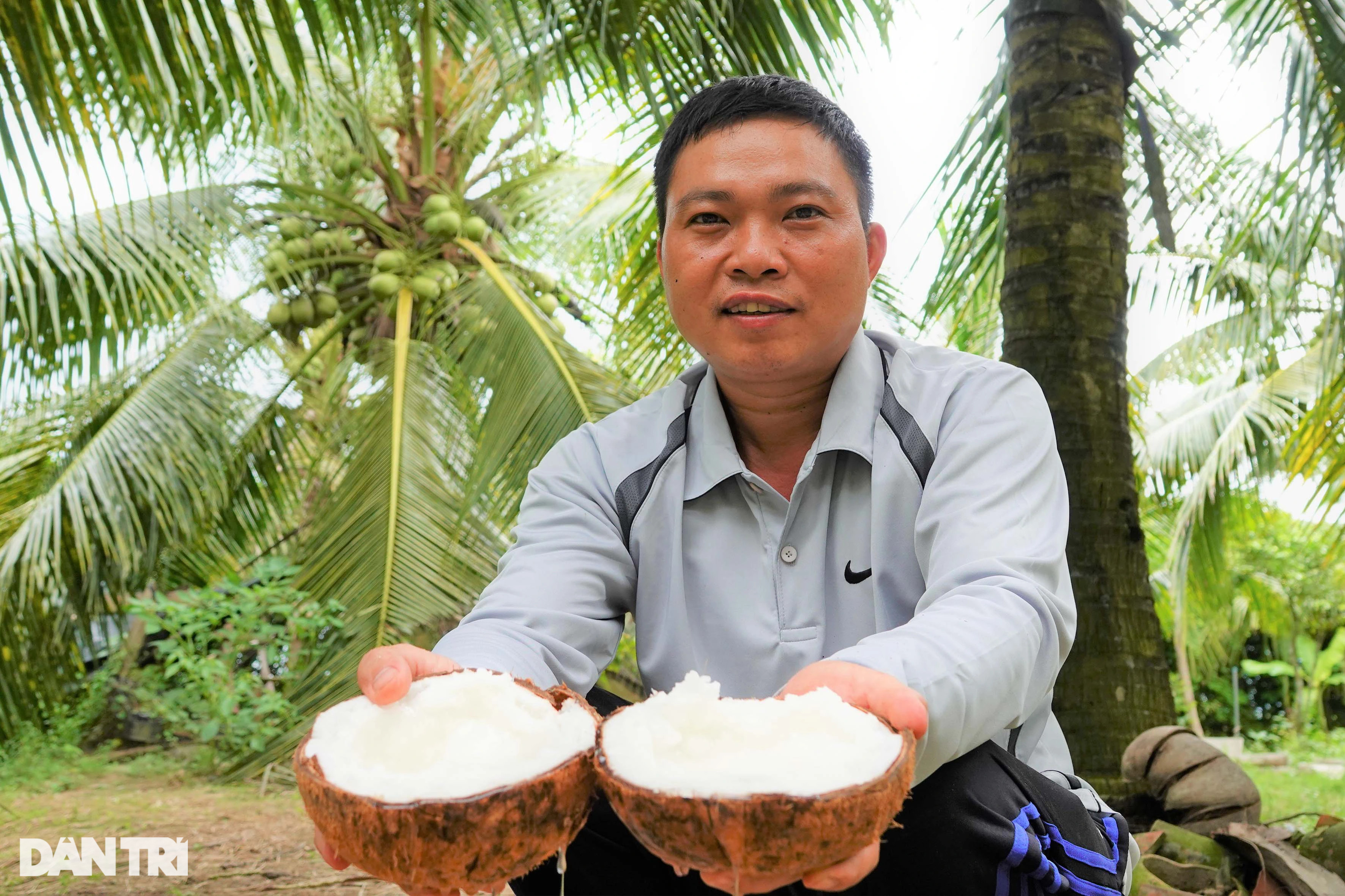 Trồng dừa ưa mặn trái nào cũng ra sáp, thành tỷ phú sau ít năm - 2