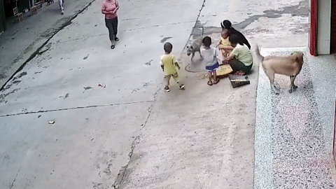 Clip chó nhà thị uy đánh bạt chó hoang cứu chủ nóng nhất mạng xã hội