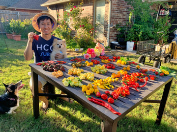 Chàng trai Việt trồng hơn 500 loại ớt trên đất Mỹ