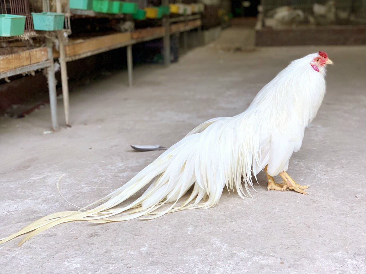 Những chú gà quý hiếm, độc nhất thế giới của Việt Nam