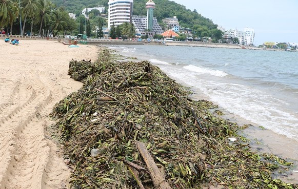 Hàng tấn bèo lục bình dạt bờ, bủa vây biển Vũng Tàu
