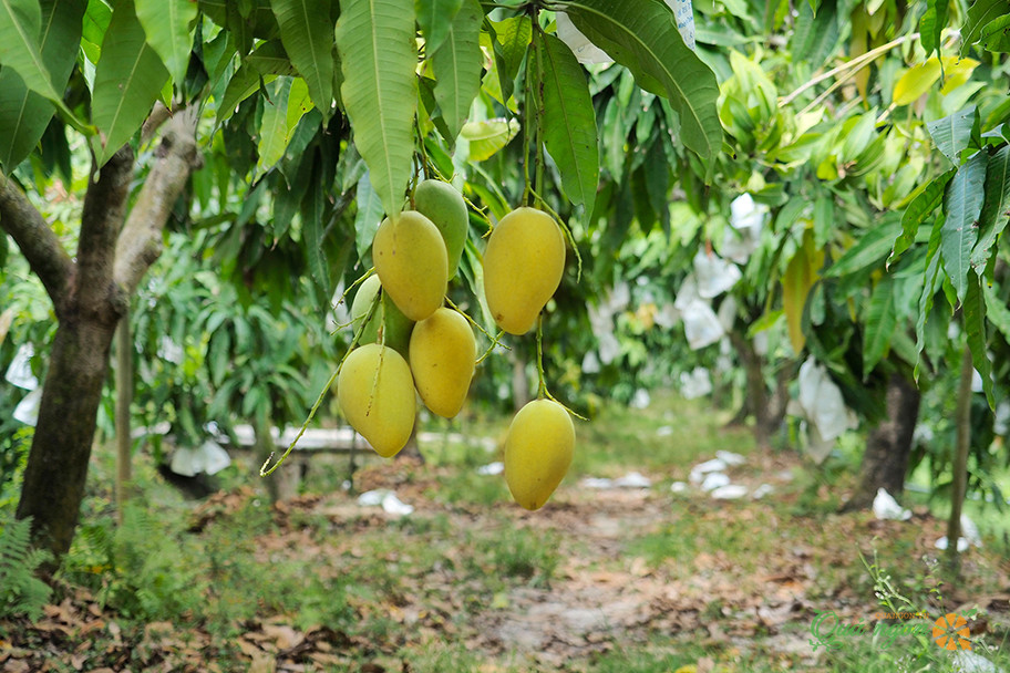 Đồng Tháp hình thành các mô hình kinh tế tuần hoàn, đưa trái xoài ra thị trường thế giới