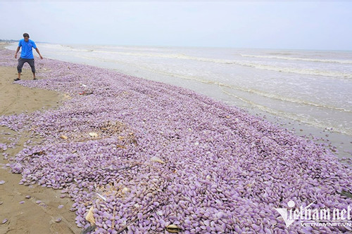 Vỏ ngao chất đống dọc bãi biển ở Thanh Hóa