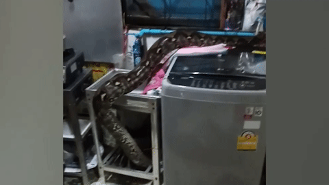 Người phụ nữ 'chết đứng' khi phát hiện trăn khủng bò lổm ngổm trong nhà bếp