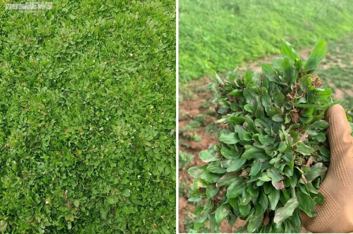 Trồng loại cỏ lạ ven đê, thu hàng trăm triệu đồng mỗi năm - 2