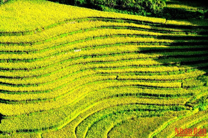 Beautiful rice terraced fields in Sa Pa ảnh 4