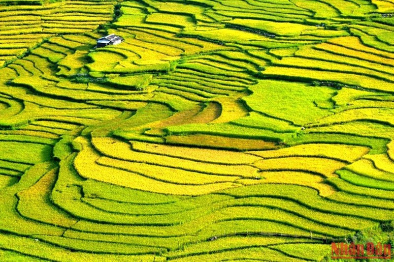 Beautiful rice terraced fields in Sa Pa ảnh 9