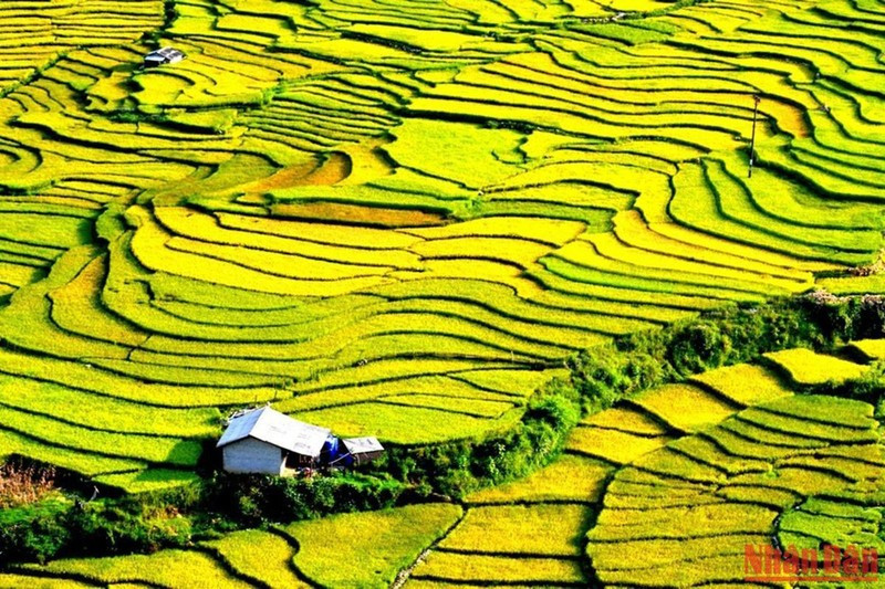 Beautiful rice terraced fields in Sa Pa ảnh 7
