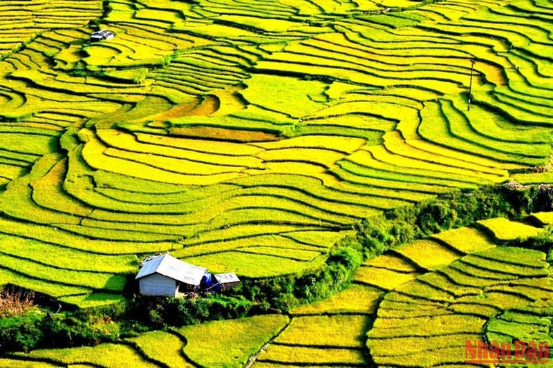 Beautiful rice terraced fields in Sa Pa ảnh 7