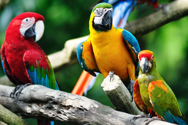 Singapore đóng cửa vườn chim 'huyền thoại' lớn nhất châu Á