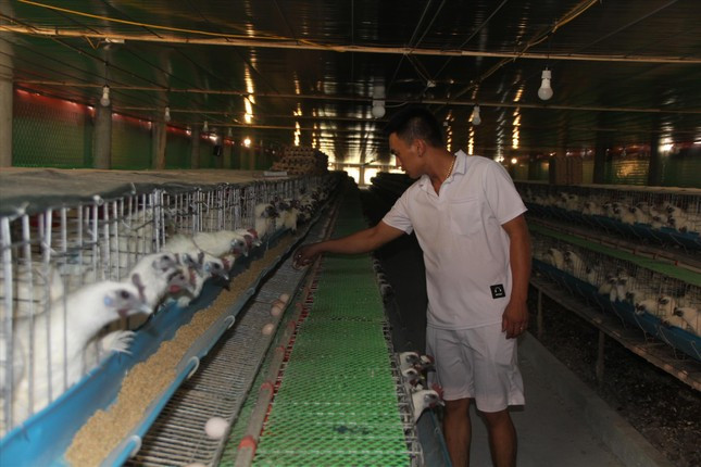 Gà ngủ máy lạnh, nghe nhạc đẻ trứng thu chục triệu mỗi ngày ảnh 1