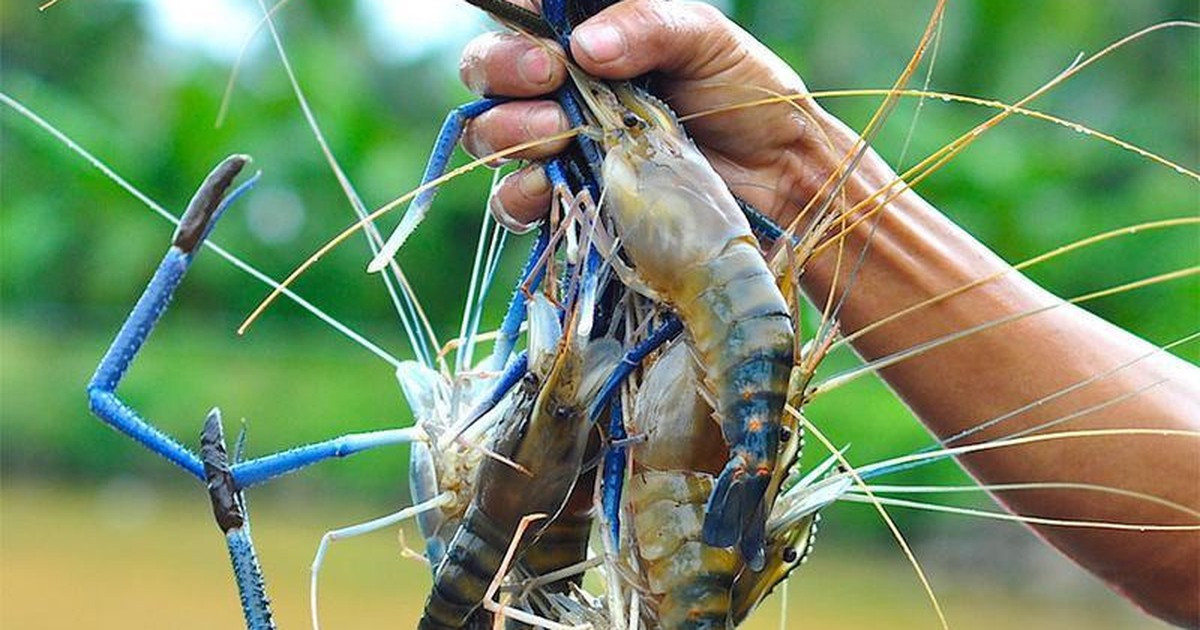 Cách chọn tôm tươi ngon, 10 con chất lượng cả 10