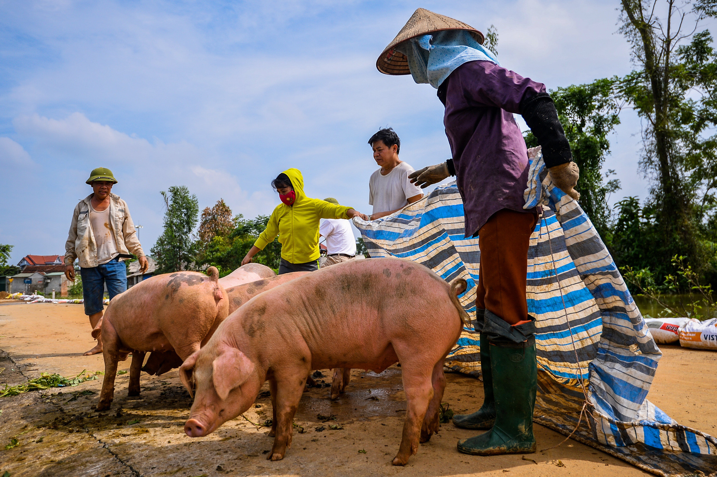 Lũ cuốn trôi vật nuôi và hoa màu, nông dân Hà Nội thiệt hại nặng