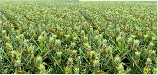 Hậu Giang chú trọng mở rộng không gian kinh doanh mới