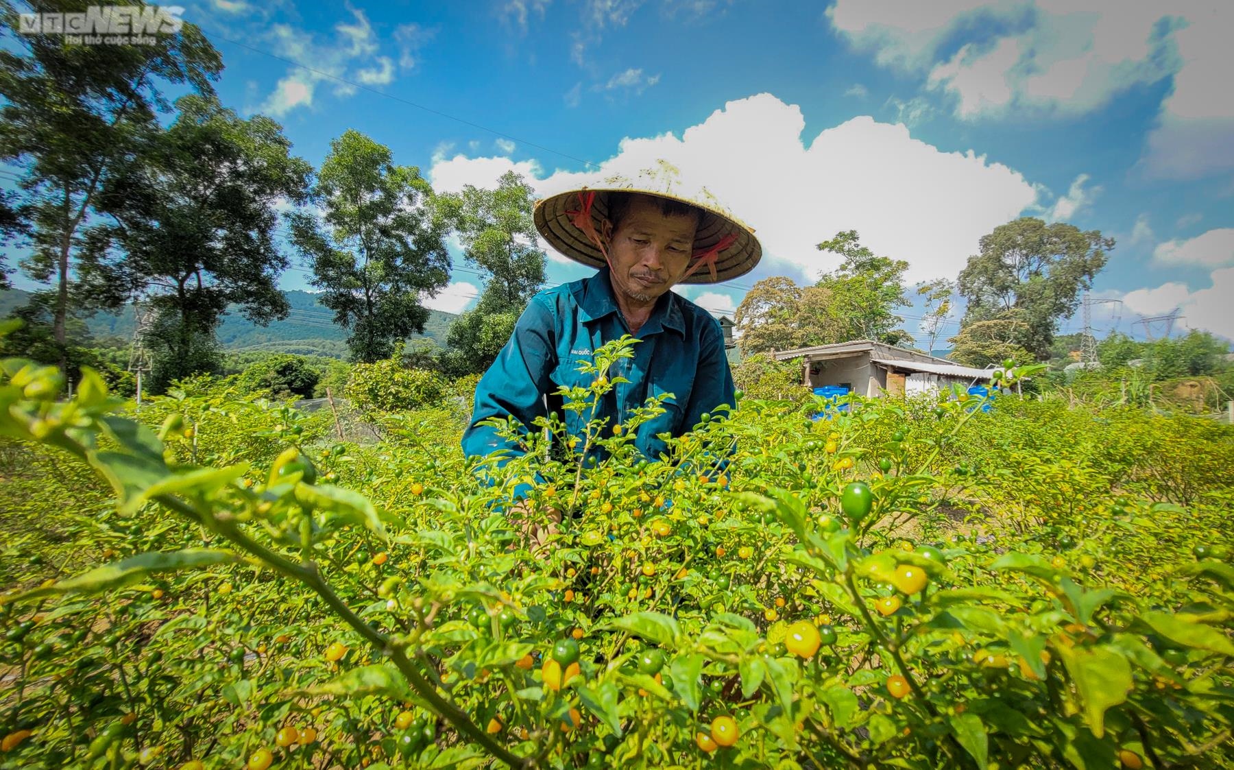 Ảnh: Mục sở thị khu vườn trồng loại ớt đắt nhất thế giới ở Hà Tĩnh - 6