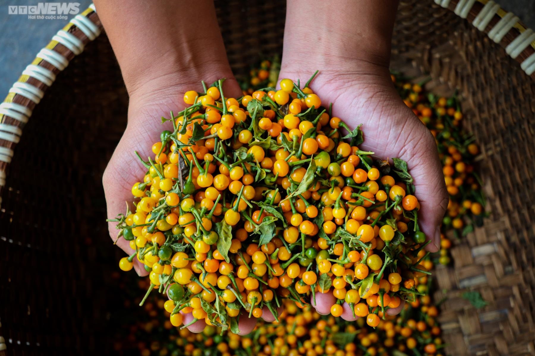 Ảnh: Mục sở thị khu vườn trồng loại ớt đắt nhất thế giới ở Hà Tĩnh - 3