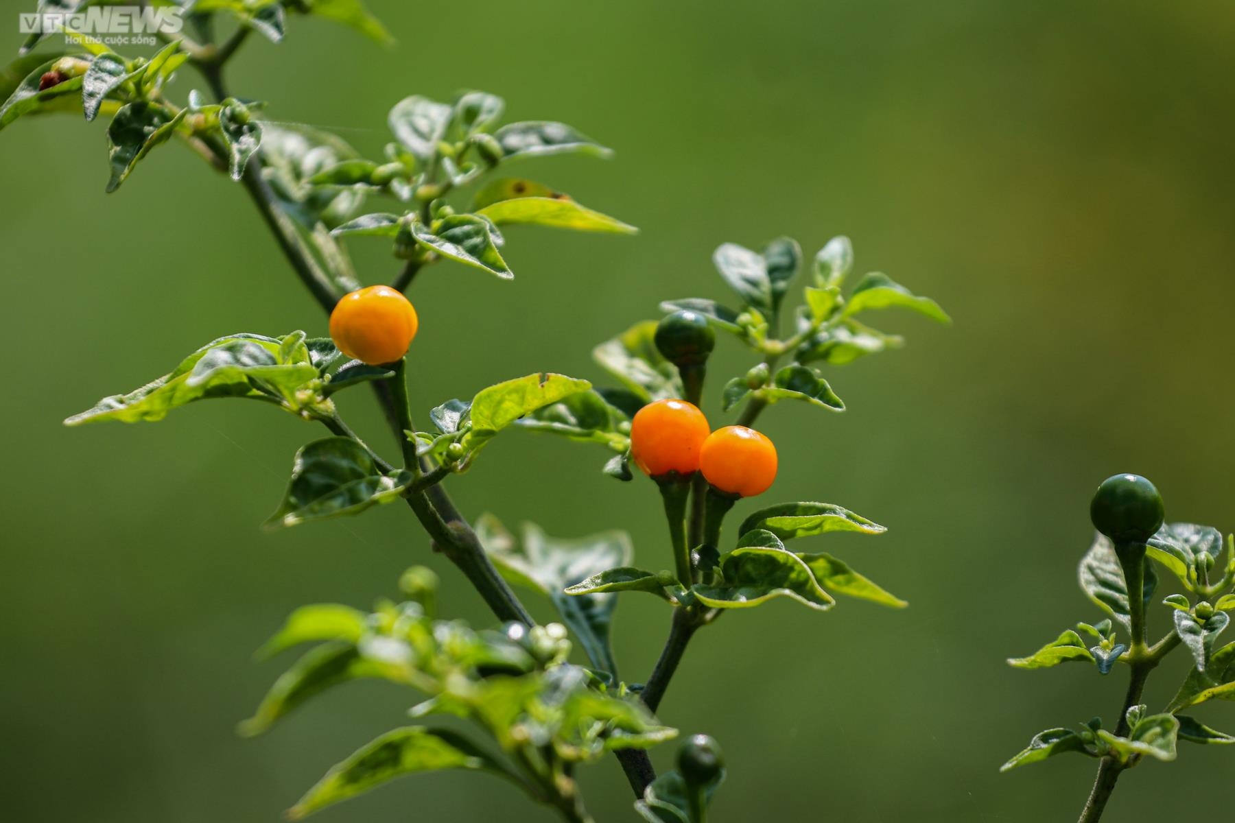 Ảnh: Mục sở thị khu vườn trồng loại ớt đắt nhất thế giới ở Hà Tĩnh - 4