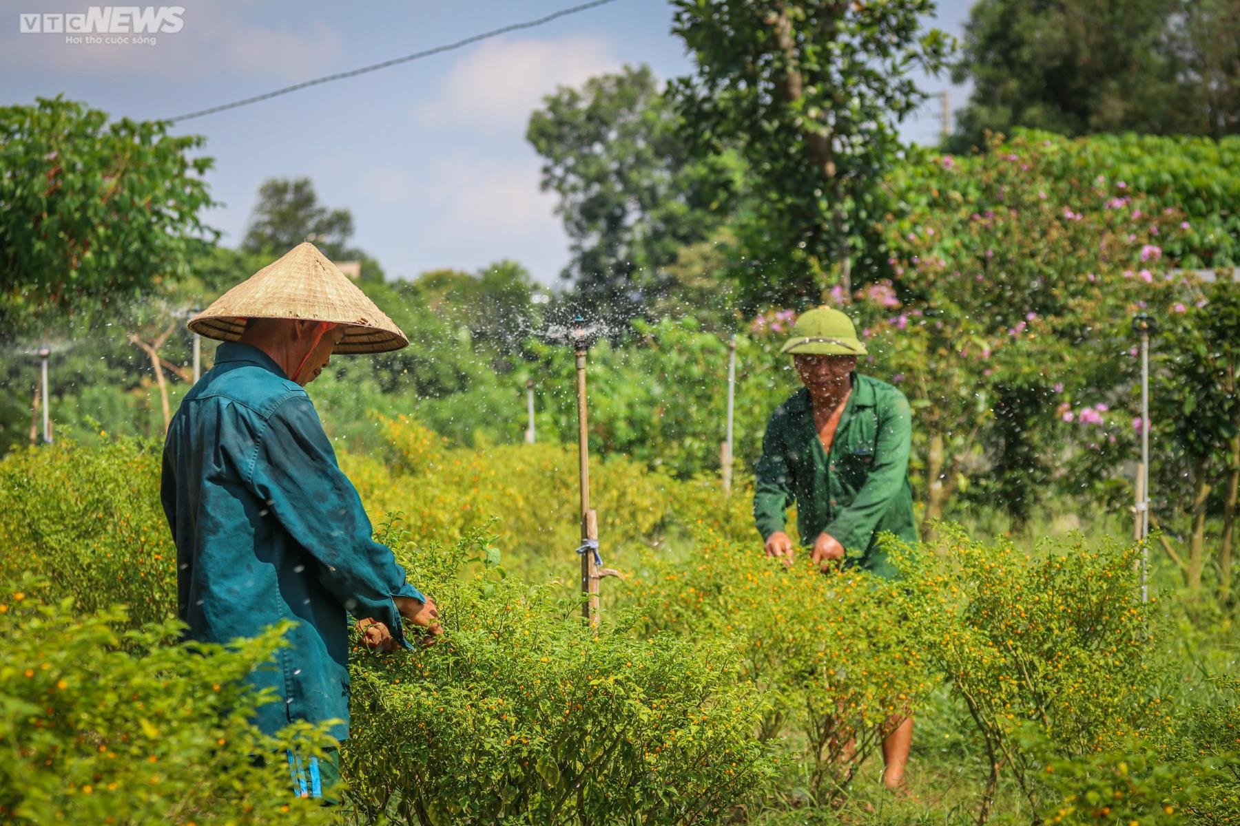Ảnh: Mục sở thị khu vườn trồng loại ớt đắt nhất thế giới ở Hà Tĩnh - 12
