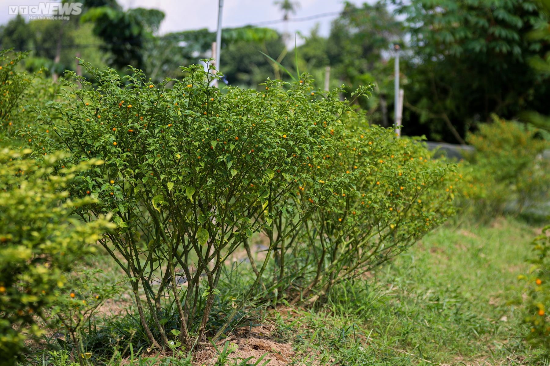 Ảnh: Mục sở thị khu vườn trồng loại ớt đắt nhất thế giới ở Hà Tĩnh - 7