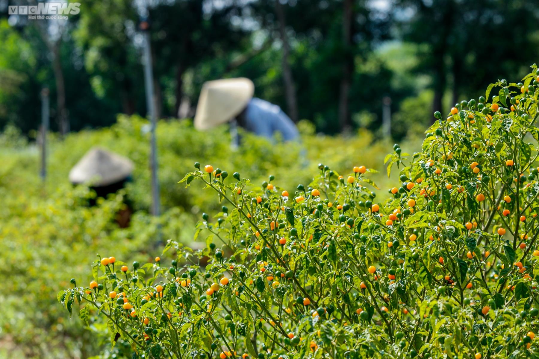 Ảnh: Mục sở thị khu vườn trồng loại ớt đắt nhất thế giới ở Hà Tĩnh - 2
