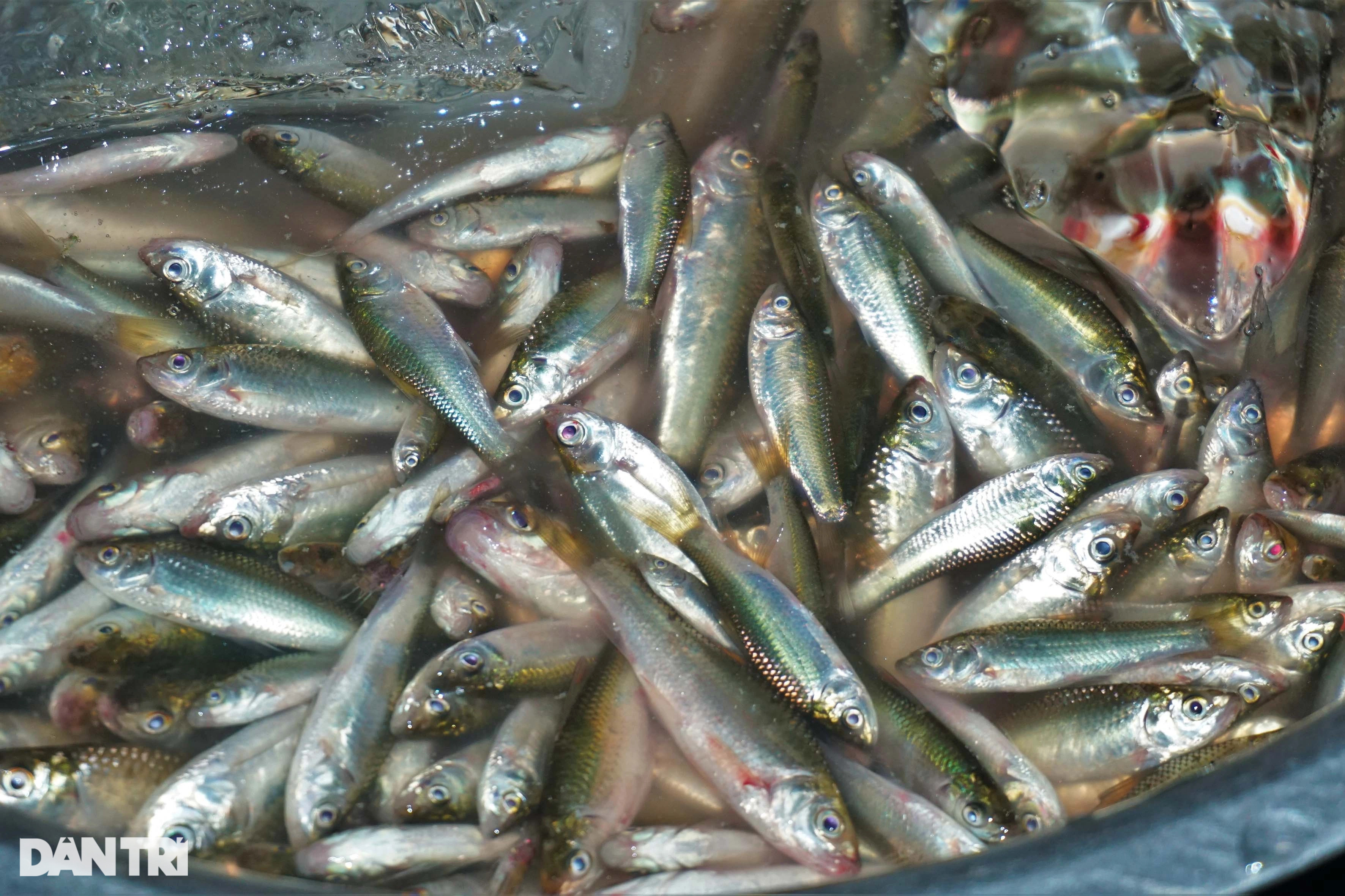 Phiên chợ cá âm phủ bán đặc sản mùa nước nổi ai thấy cũng ham - 5