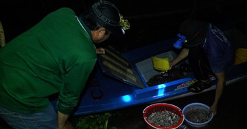 Phiên chợ cá 'âm phủ' bán đặc sản mùa nước nổi ai thấy cũng ham