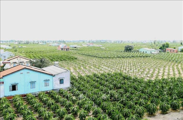 Vietnam’s quest to turn fruit export potential into power hinh anh 3