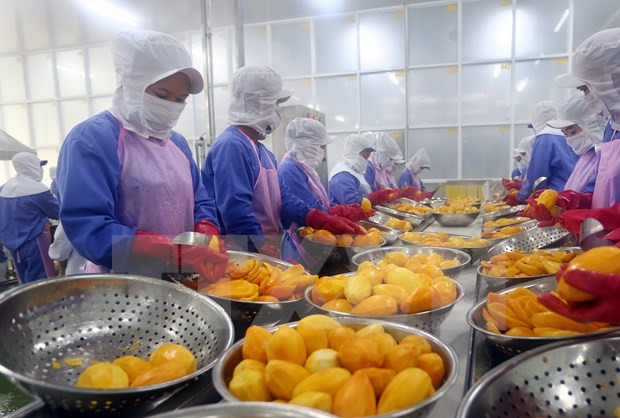 Vietnam’s quest to turn fruit export potential into power hinh anh 1