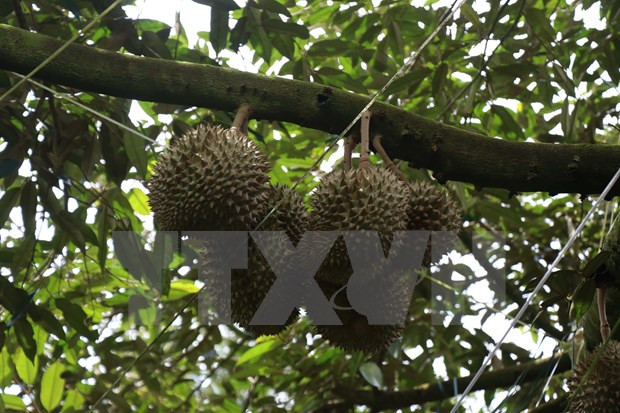 Vietnam’s quest to turn fruit export potential into power hinh anh 4