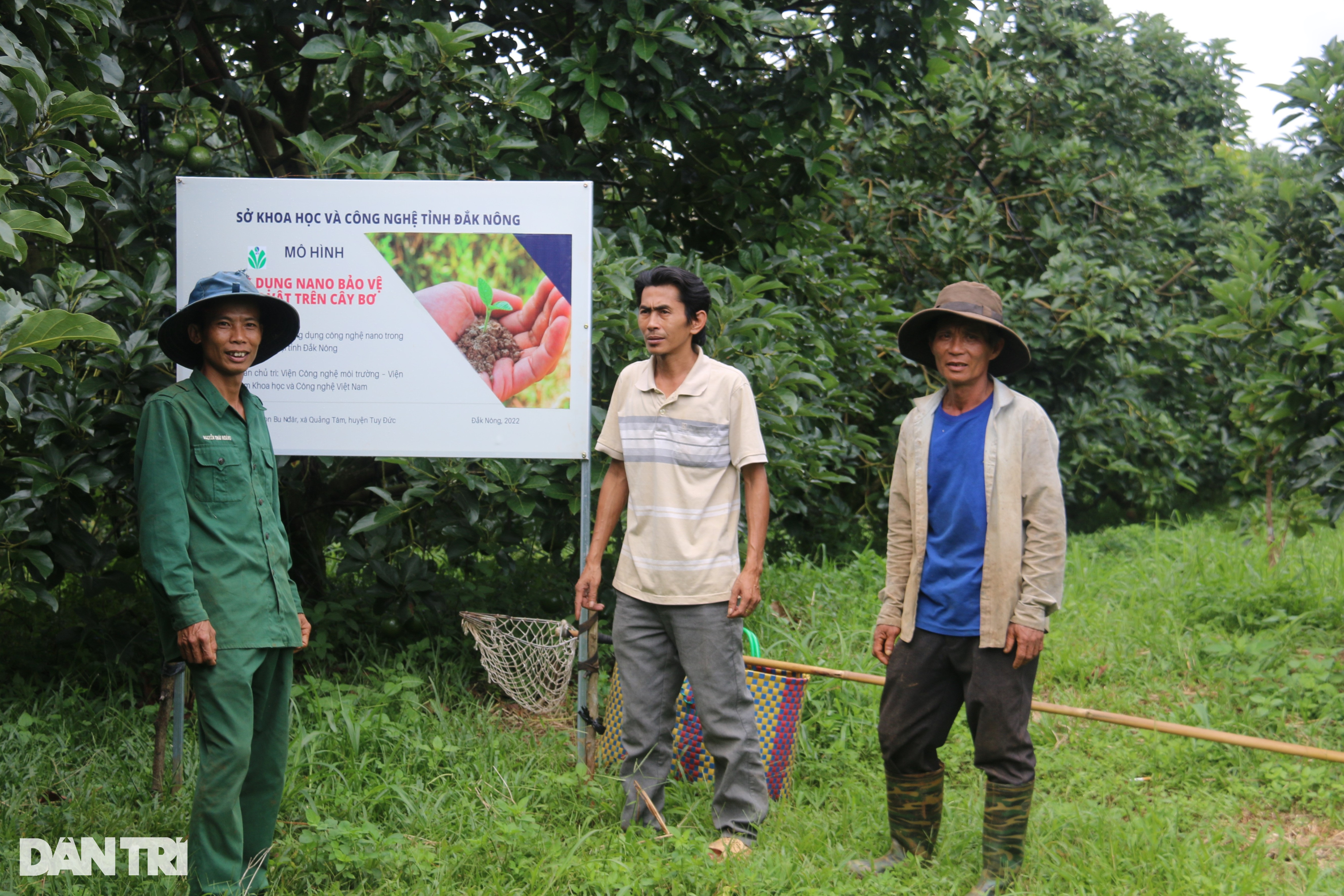 Loại quả nhiều nơi cho không ai lấy, anh cán bộ tranh thủ... thu tiền tỷ - 1