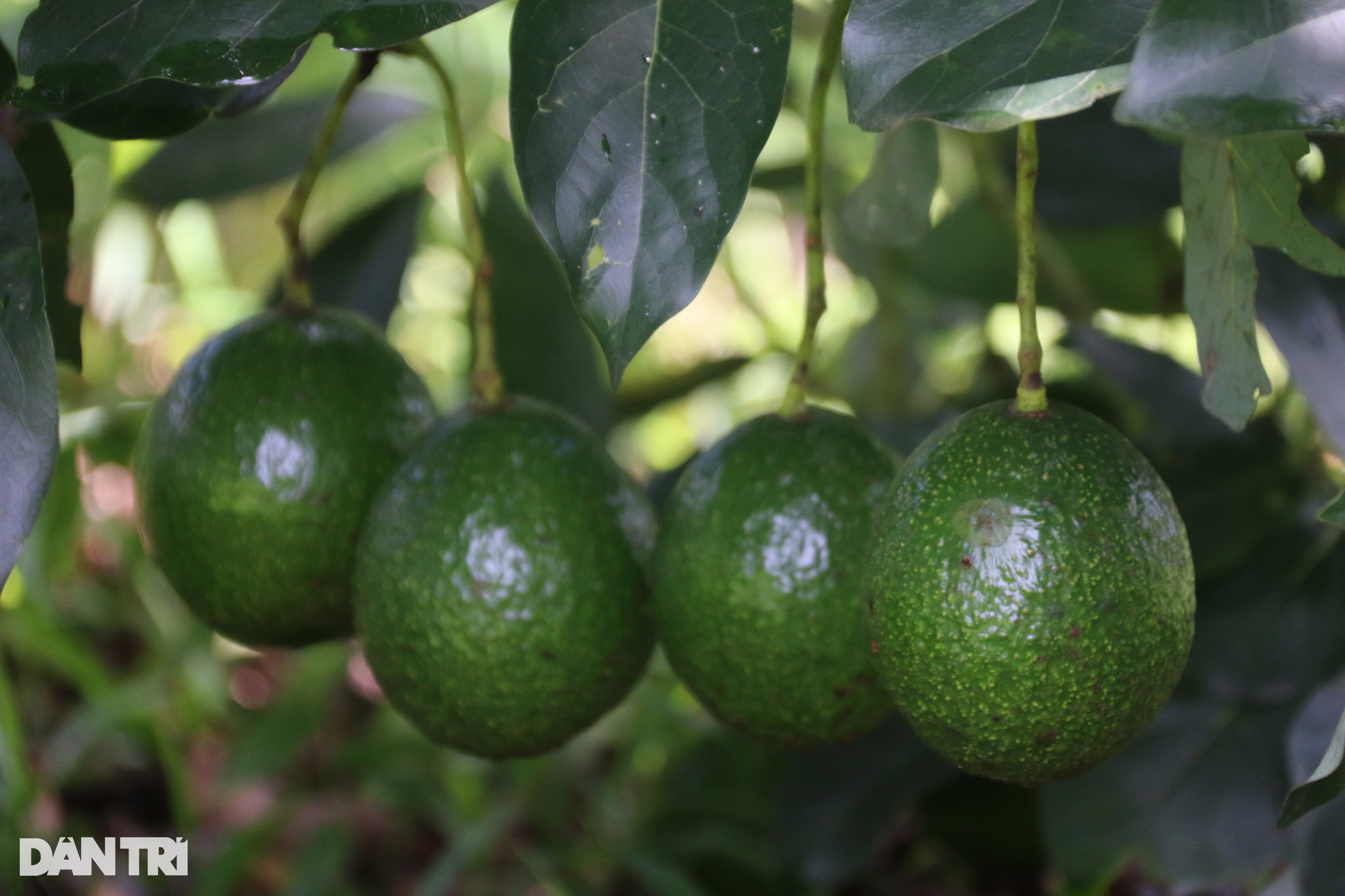 Loại quả nhiều nơi cho không ai lấy, anh cán bộ tranh thủ... thu tiền tỷ - 5