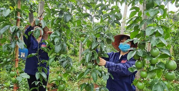 Safe production sustains Vietnam’s fruit export brand hinh anh 1