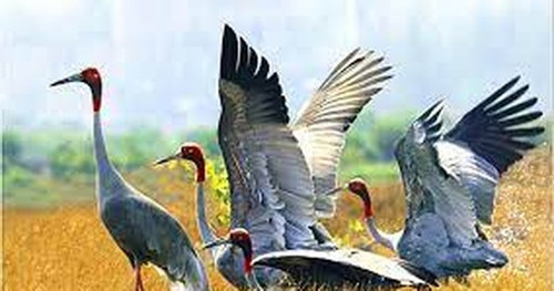 Vietnam to receive red-crowned crane eggs from Thailand in November