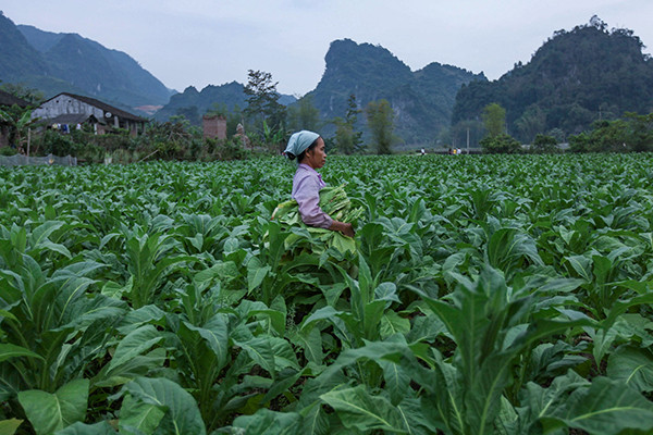 Ấn tượng mô hình trồng cây công nghiệp ngắn ngày cho thu nhập cao ở Thông Nông