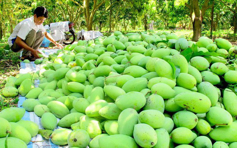 Gian lận 'hộ chiếu', tự chặn đường xuất trái cây sang Trung Quốc