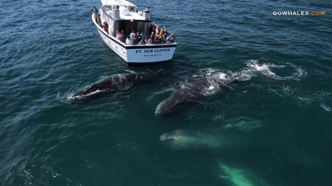 Khoảnh khắc hiếm có kỳ diệu, đàn cá voi lưng gù nhảy lên 'hôn' thuyền du khách