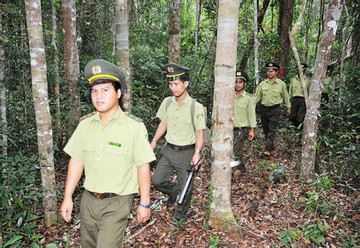 Forest rangers face violent illegal loggers, low pay