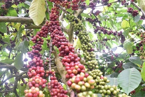 Vietnam remains world's second biggest coffee exporter hinh anh 1