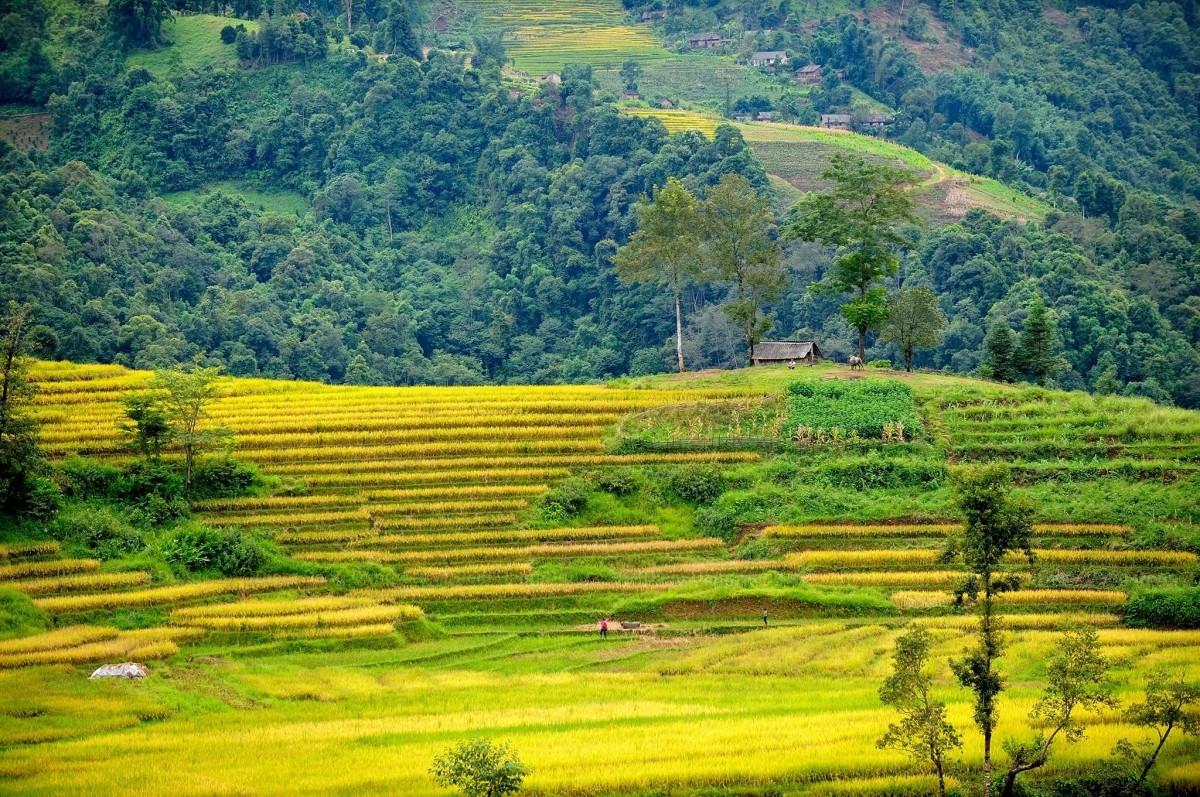 discovering golden paddy fields in northern region this autumn picture 10