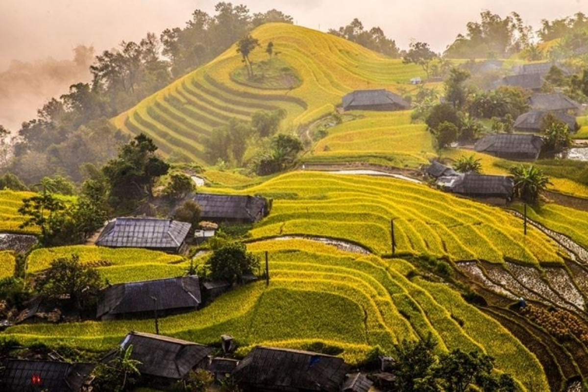 discovering golden paddy fields in northern region this autumn picture 9